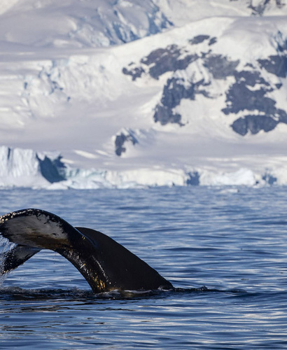 Увидишь китов в их естественной среде обитания